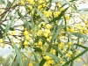 dscf6967