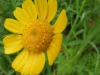 dscf7002