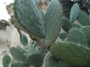 dscf7226