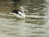 dscf1010