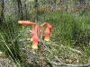 DSCF0636