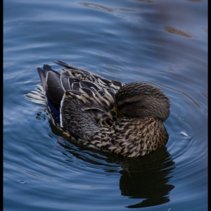 dsc_0745-copy