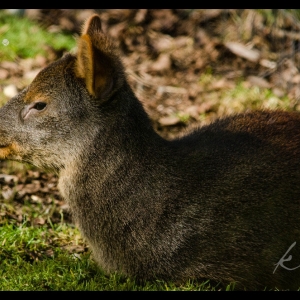 dsc_0951-copy