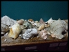 dscf0182